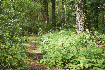 leśna ścieżka  © Marcin Łazarczyk