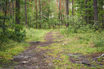 droga,las  © Marcin Łazarczyk