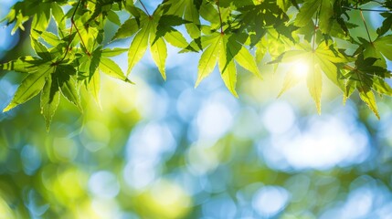 Obraz premium Fresh spring maple leaves against blue sky