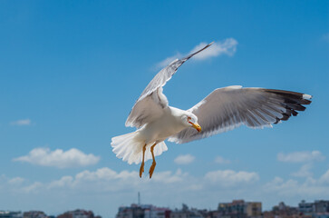 A European gull lands on the roof for feeding, spreading its wings in close-up against the blue sky and distant roofs of buildings and houses. Feeding wild animals