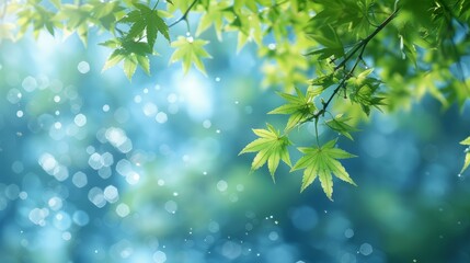 Obraz premium Fresh spring maple leaves