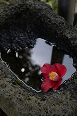 fallen Camelia 