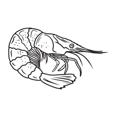 Realistic beautiful shrimp drawing in black isolated on white background. Hand drawn vector sketch illustration in doodle engraved vintage line art style. Seafood, sea animals