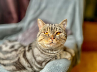 Portrait of a beautiful cat lying on armchair at home, close-up