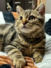 Cute tabby kitten lying on the bed and looking at camera at home, No people. Lonely cat at home.