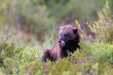 Wolverine in Finnish taiga. Note the mosquitoes.