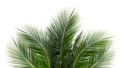 Obraz premium Palm leaf png border, transparent background