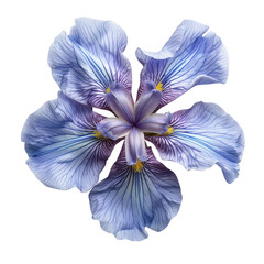 Beautiful iris flower flat lay with a stunning top view.