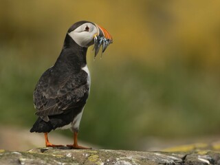 Tufted puffin (Fratercula cirrhata), breeding colony at South Marble Island, Glacier Bay National Park, Alaska, United States of America, North America