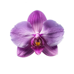 Fototapeta premium Elegant orchid flower flat lay, top view with stunning details.