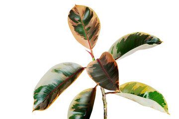 Fresh natural Indian rubber plant transparent png