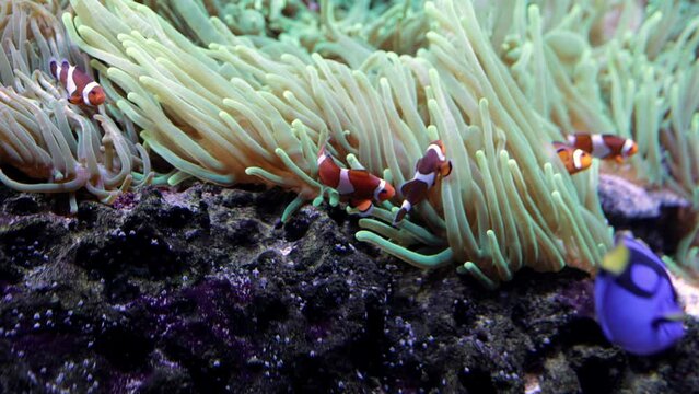 Close-up of small bright fish underwater at the bottom of the sea. Concept of the underwater world and travel.
