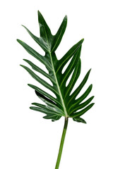 Fresh green Philodendron Xanadu leaf transparent png