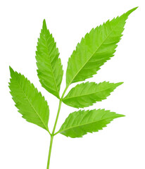 Green leaf isolated on white background.