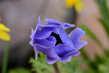 Purple Anemone bud, almost blooming