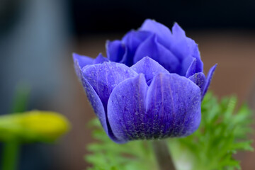Purple Anemone close-up selective focus