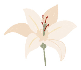 Lily png flower sticker white illustration