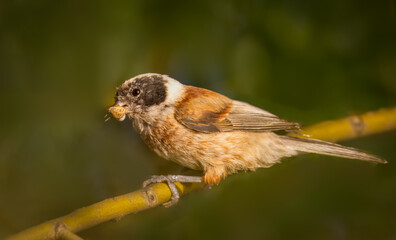 Close-up Eurasian penduline tit (Remiz pendulinus) sits on a willow branch and holds an insect in its beak on a sunny summer morning.