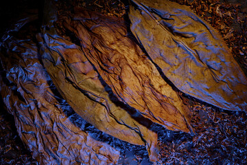 Dried cutted tobacco leaves. Textured abstract background.