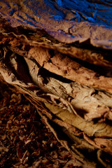 Dried cutted tobacco leaves. Textured abstract background.