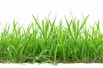 Fototapeta premium A long green grass field with no other objects in the background. The grass is tall and lush, giving the impression of a peaceful and serene environment