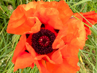 red poppy flower
