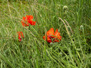 papaver flowers in grass with raindrops