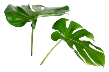 PNG Split leaf monstera plant, collage element, transparent background © Rawpixel.com