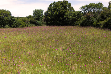 Field with Jurinea mollis flowers