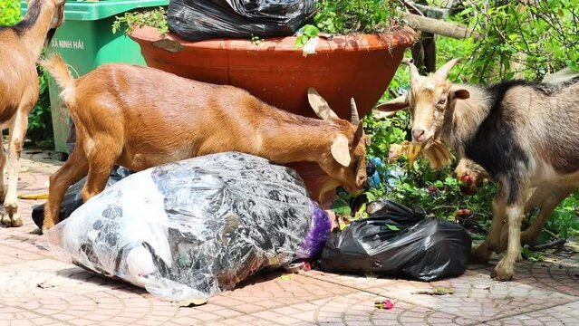 Goats Foraging Through Garbage in Ninh Binh