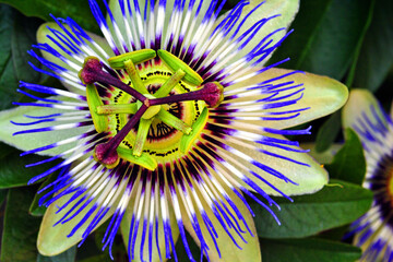 Passion Flower Summer Flowering Plant