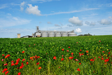 Grain silos in a green field with red poppies. Agricultural landscape © navorolphotography