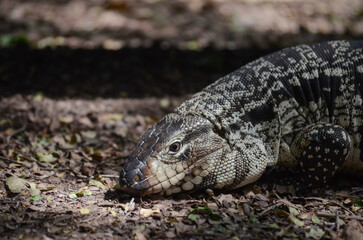 Obraz premium Lagarto salvaje en la naturaleza