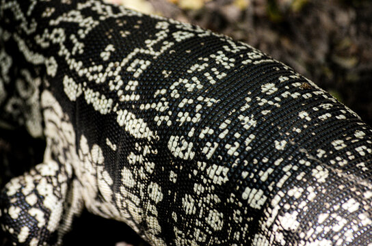 Piel de un lagarto