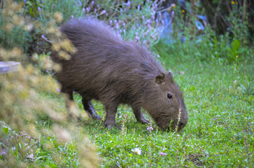 Carpincho comiendo pasto en libertad en el campo