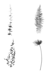 Collection of leaf shadows design element