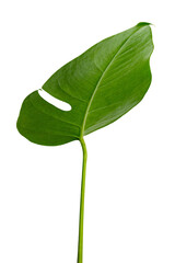 Split leaf philodendron, monstera plant element transparent png © Rawpixel.com