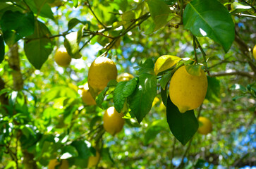 Limones en un árbol limonero orgánico