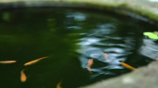 泳ぐメダカ