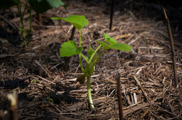 Planta de zapallo en la huerta orgánica