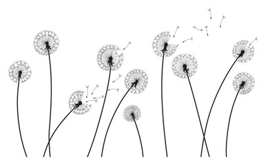 Dandelion wind blow background. Black silhouette with flying dandelion buds on white. Abstract flying seeds. Decorative graphics for printing. Floral scene design