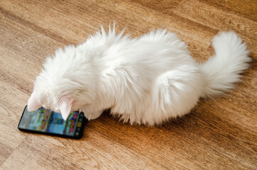 white fluffy cat sits on floor and looks attentively at the smartphone screen.
