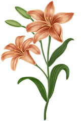 Vintage lily flower transparent png