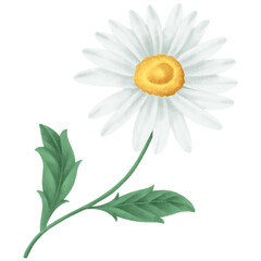 Vintage daisy flower transparent png