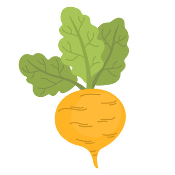 Fresh turnip with leaves. Icon of swede tuber with tops. Raw root vegetable. Flat vector illustration of natural veggie isolated on white background