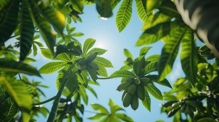 View of young green papaya cluster on a tree from below