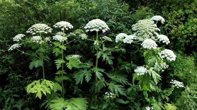 Giant Hogweed (Heracleum Mantegazzianum) on a roadside verge of the UK. Giant Hogweed is an invasive species that can cause severe burns 
