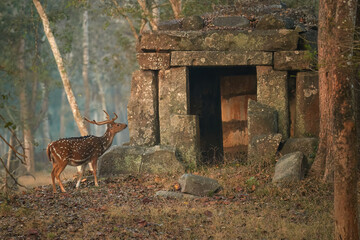 Chital, Axis axis, Spotted Deer near Ancient Stone Structure in Nagarhole National Park, Kabini,...