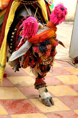  Happy Pongal religious traditional festival of south Indian cow with traditional decoration