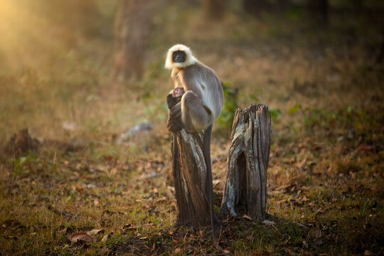 A langur monkey, Semnopithecus priam, with a baby sitting on a tree stump in a sunlit forest clearing. Perfect for wildlife photography, nature documentaries, and animal behavior studies.